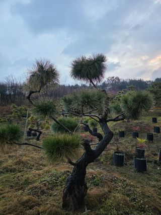 작은소나무님의 자유주제 · 사진전 작성글 사진