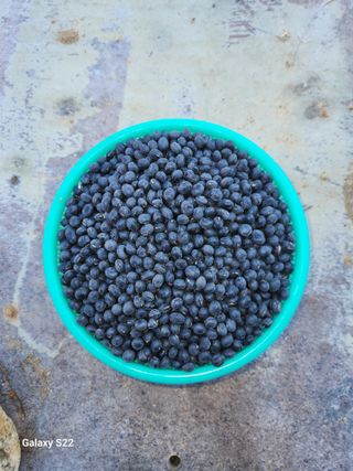 치악산골농부님의 작성글 사진