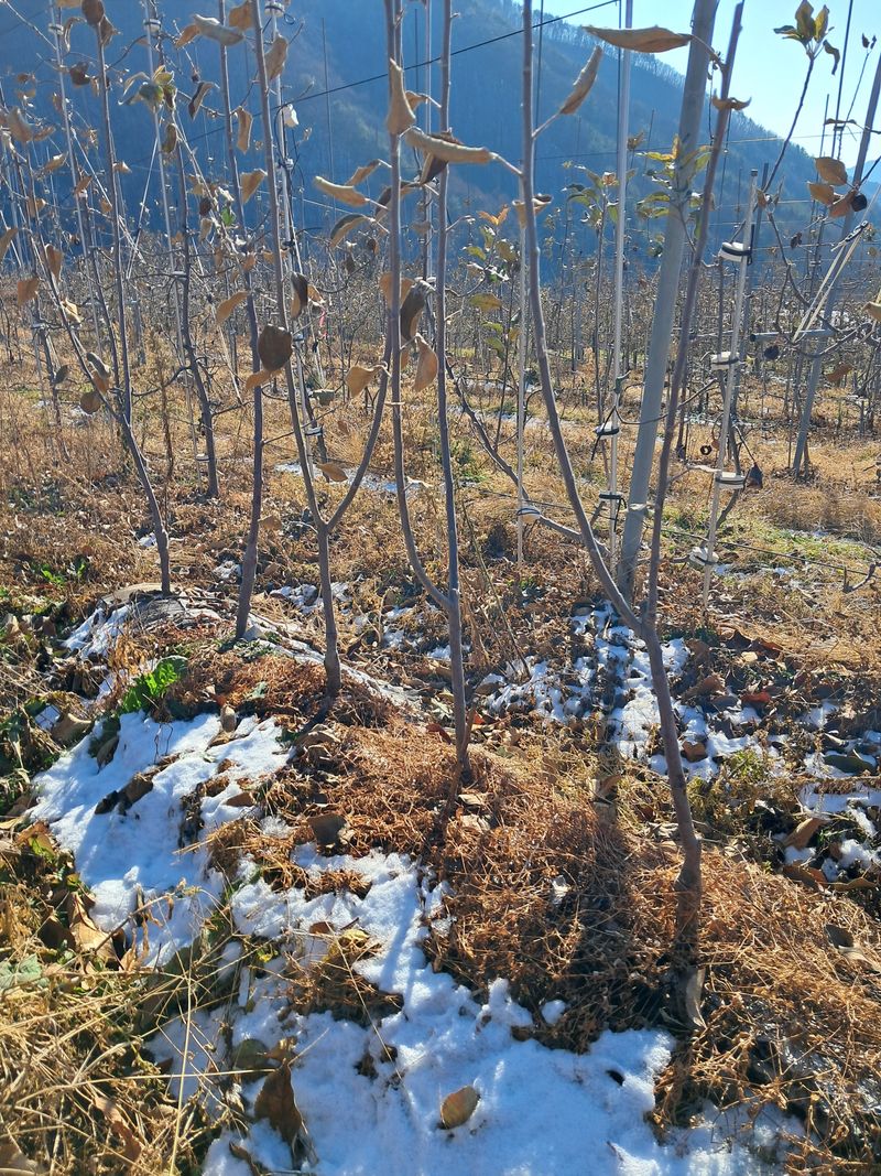 의성,군위 나상덕님의 장터 판매 상품 [사과묘목] 첨부 사진