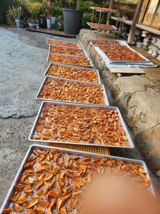 대봉감 단감 고구마님의 작성글 사진