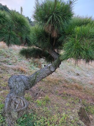 작은소나무님의 자유주제 · 사진전 작성글 사진