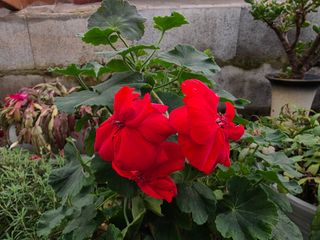 달맛햇복숭아농원님의 자유주제 · 사진전 작성글 사진