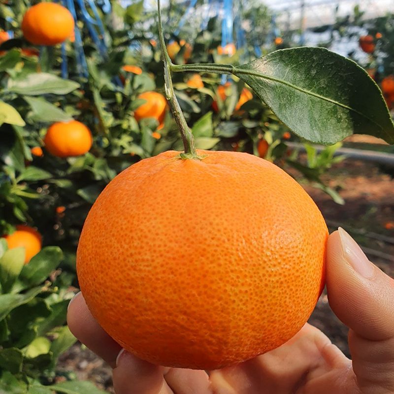 장터 상품 [제주도 레드향] 썸네일