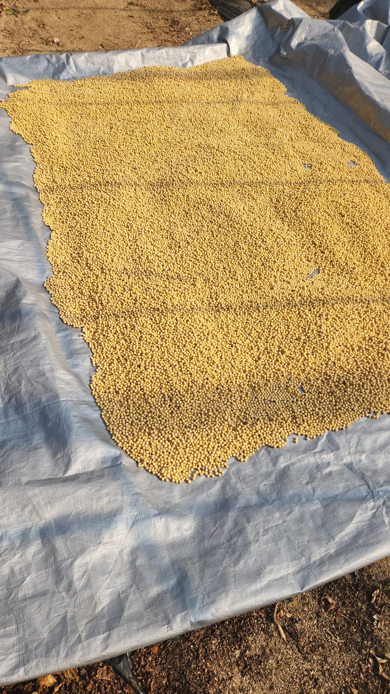 치악산골농부님의 장터 판매 상품 [25년 강원도 햇서리태  팝니다] 첨부 사진