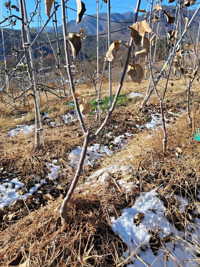 장터 상품 [사과묘목] 썸네일