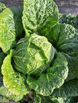 팜모닝 자유주제·자유게시판 게시글 이미지