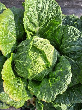 유영옥님의 자유주제 · 자유게시판 작성글 사진