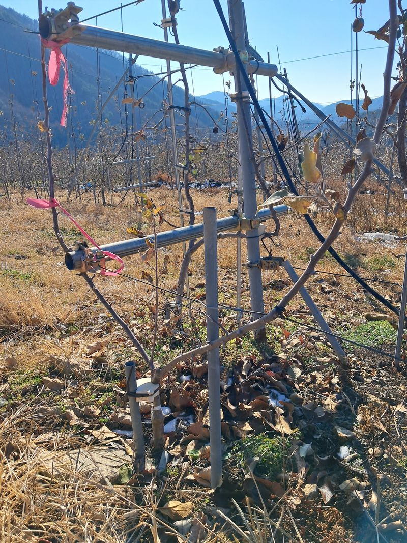 의성,군위 나상덕님의 장터 판매 상품 [사과묘목] 첨부 사진