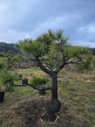 작은소나무님의 자유주제 · 사진전 작성글 사진