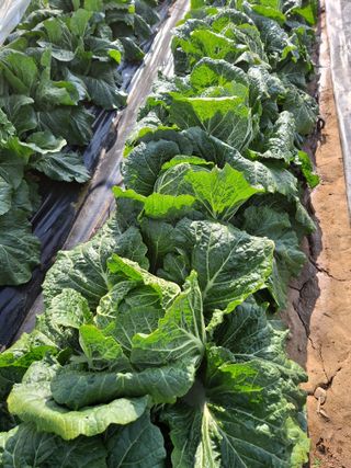 유영옥님의 자유주제 · 자유게시판 작성글 사진