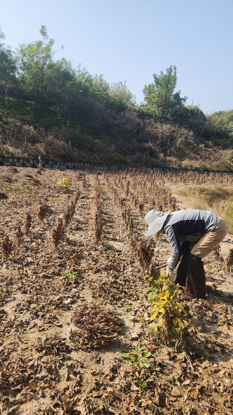 치악산골농부님의 장터 판매 상품 [25년 강원도 햇서리태  팝니다] 첨부 사진
