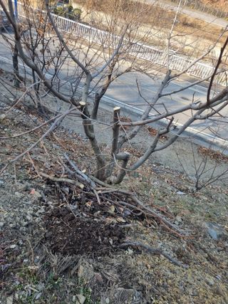 김용대님의 자유주제 · 자유게시판 작성글 사진