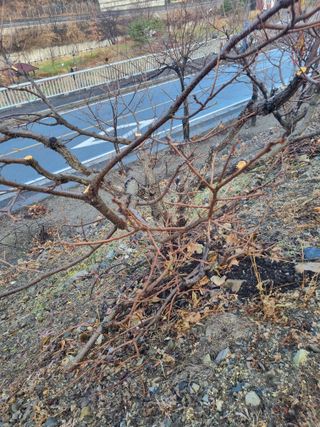 김용대님의 자유주제 · 자유게시판 작성글 사진