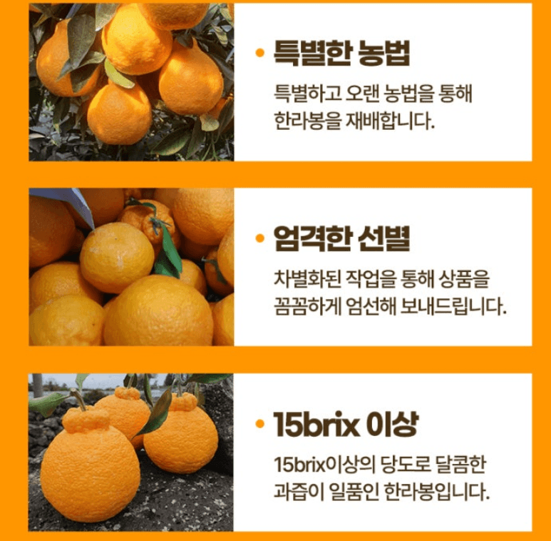 스피드번님의 장터 판매 상품 [제주도 한라봉] 첨부 사진