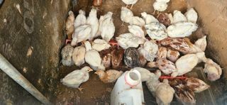 최갑수 님의 자유주제 · 자유게시판 작성글 사진