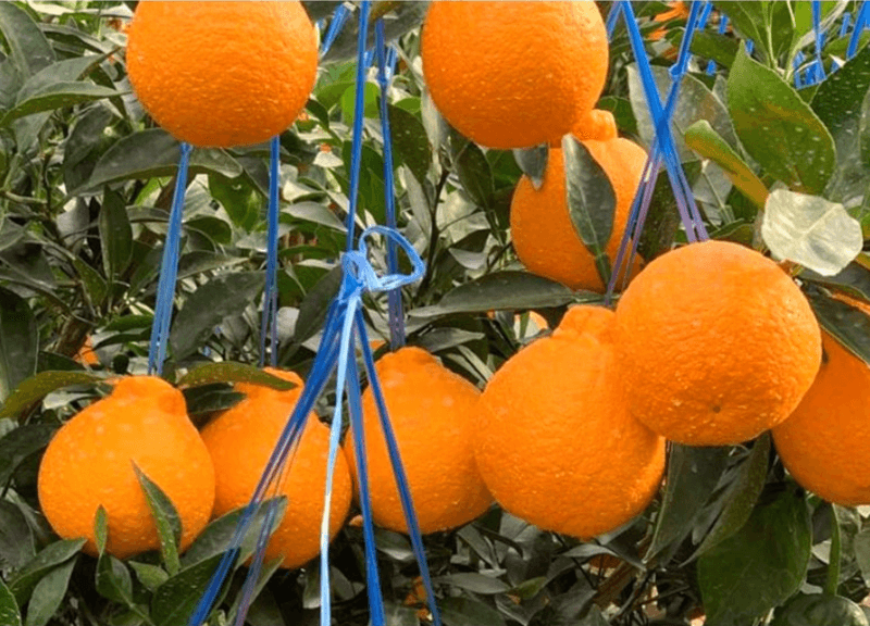 스피드번님의 장터 판매 상품 [제주도 한라봉] 첨부 사진