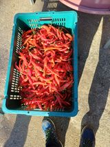 팜모닝 자유주제·자유게시판 게시글 이미지