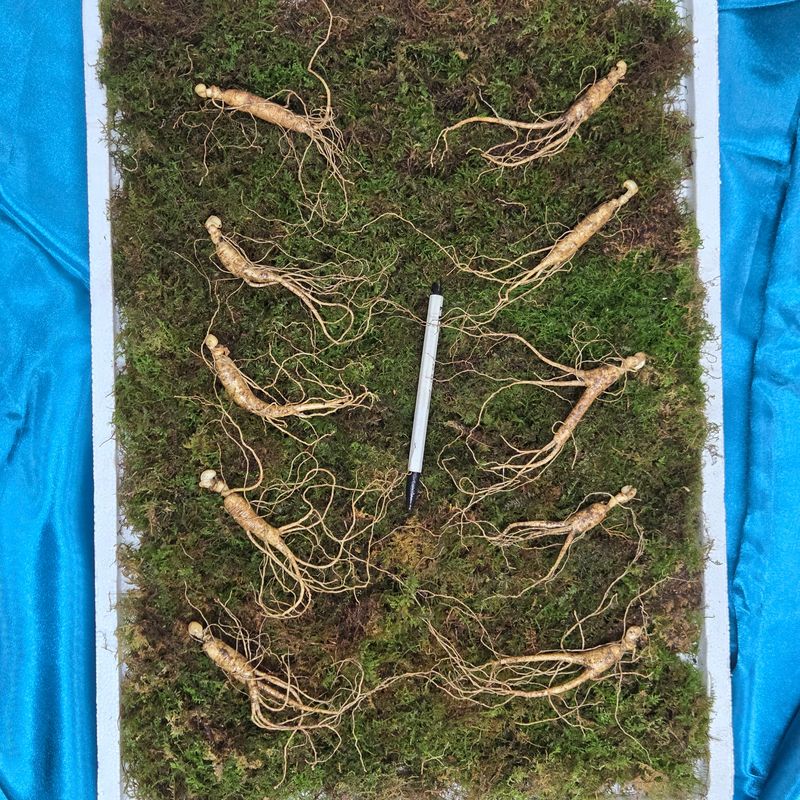 이규성님의 장터 판매 상품 [(한정수량)8년근 정삼 저렴합니다.] 첨부 사진