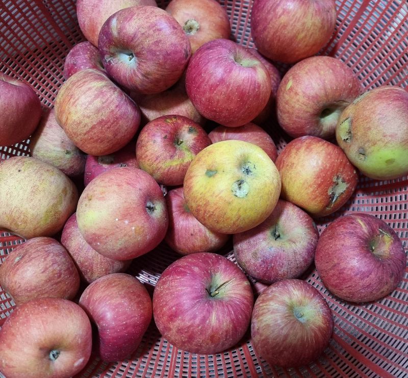 백두농원님의 장터 판매 상품 [봉화사과 10키로 ] 첨부 사진