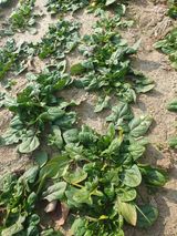 조종래님의 자유주제·자유게시판 작성글 사진