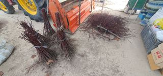 산딸기성관님의 자유주제 · 자유게시판 작성글 사진