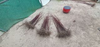 산딸기성관님의 자유주제 · 자유게시판 작성글 사진