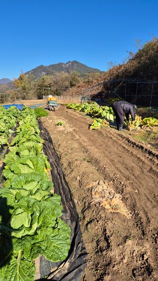 이애숙님의 자유주제 · 자유게시판 작성글 사진