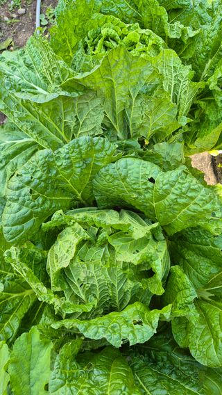 이애숙님의 자유주제 · 자유게시판 작성글 사진