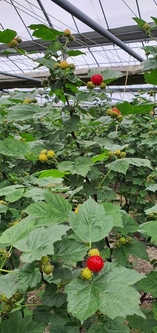 산딸기성관님의 자유주제 · 자유게시판 작성글 사진