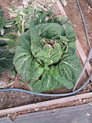 전희분님의 자유주제 · 자유게시판 작성글 사진