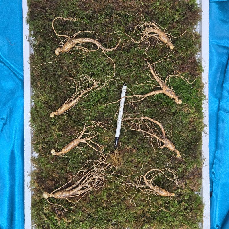 장터 상품 [(한정수량)8년근 정삼 저렴합니다.] 썸네일