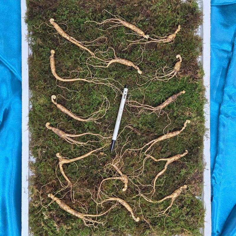 이규성님의 장터 판매 상품 [(한정수량)8년근 정삼 저렴합니다.] 첨부 사진