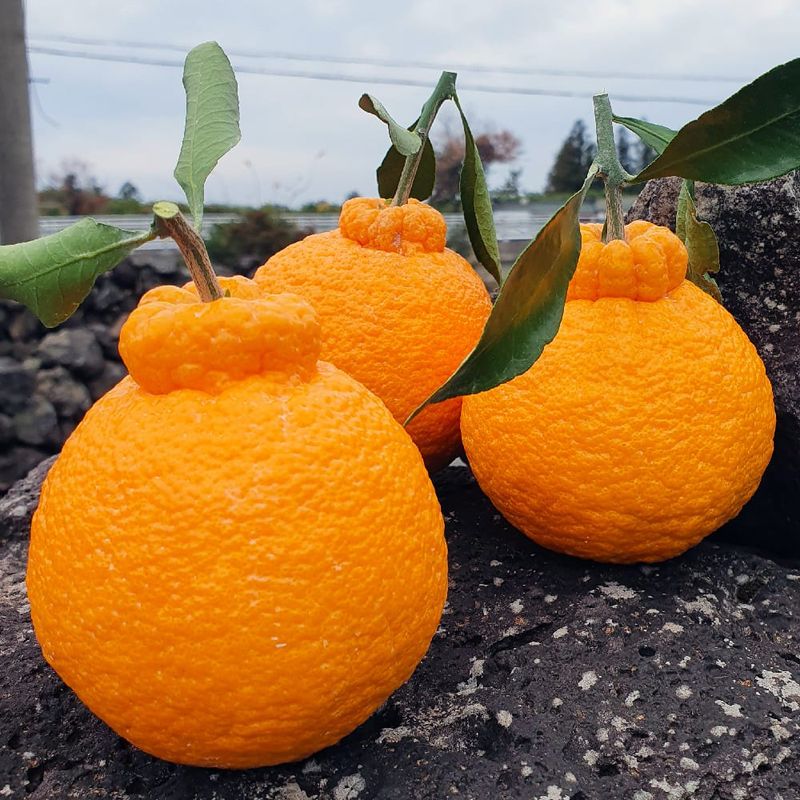 장터 상품 [제주도 한라봉] 썸네일