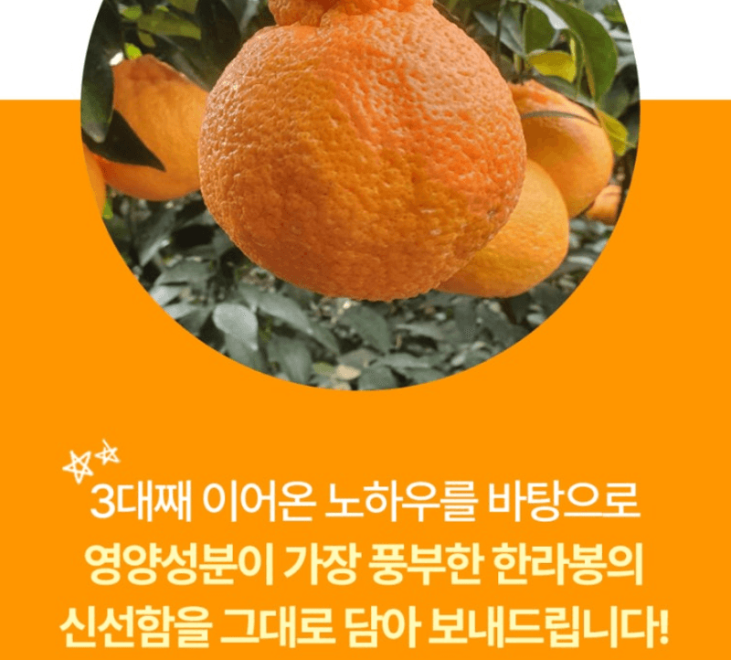 스피드번님의 장터 판매 상품 [제주도 한라봉] 첨부 사진