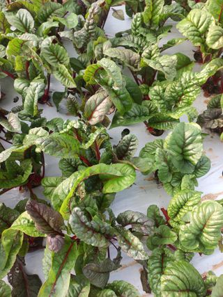 농민님의 자유주제 · 자유게시판 작성글 사진