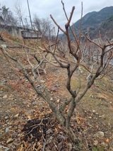 팜모닝 자유주제·자유게시판 게시글 이미지