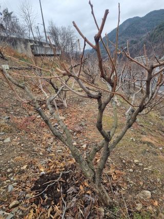 김용대님의 자유주제 · 자유게시판 작성글 사진