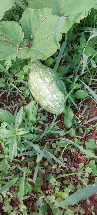 삿갓농부님의 자유주제 · 자유게시판 작성글 사진