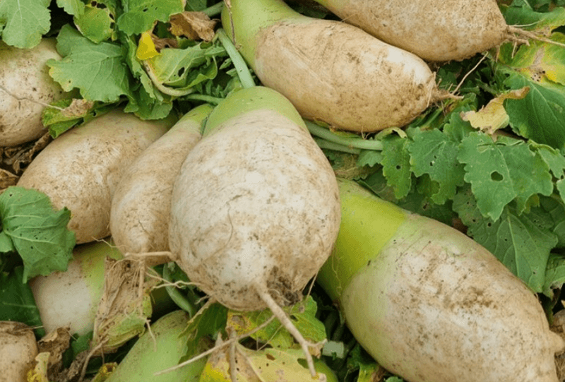 스피드번님의 장터 판매 상품 [제주도 월동무] 첨부 사진