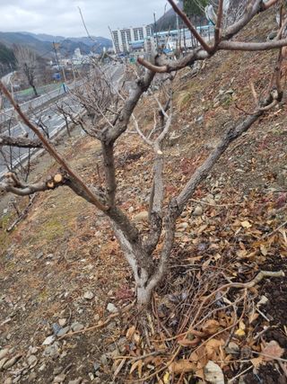 김용대님의 자유주제 · 자유게시판 작성글 사진