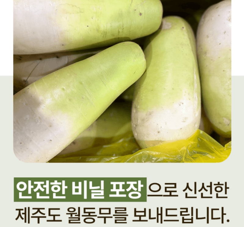 스피드번님의 장터 판매 상품 [제주도 월동무] 첨부 사진