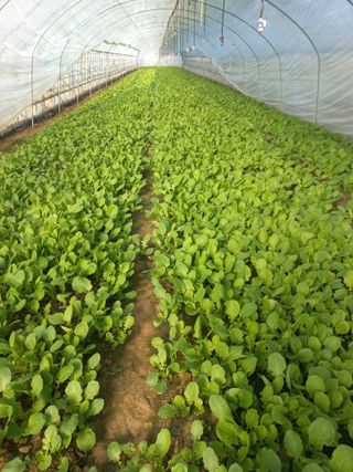 농민님의 자유주제 · 자유게시판 작성글 사진