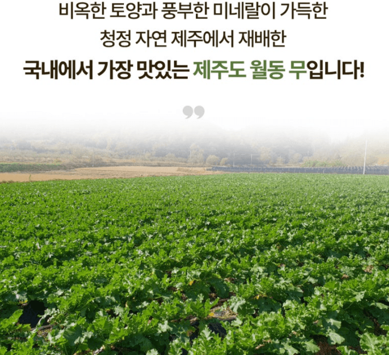 스피드번님의 장터 판매 상품 [제주도 월동무] 첨부 사진
