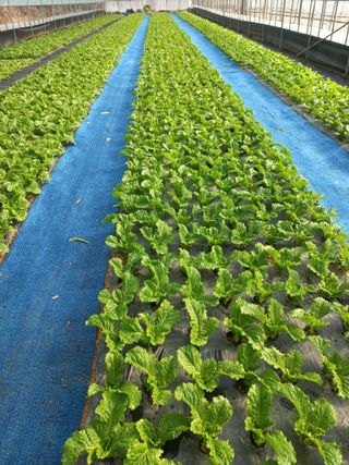 농민님의 자유주제 · 자유게시판 작성글 사진