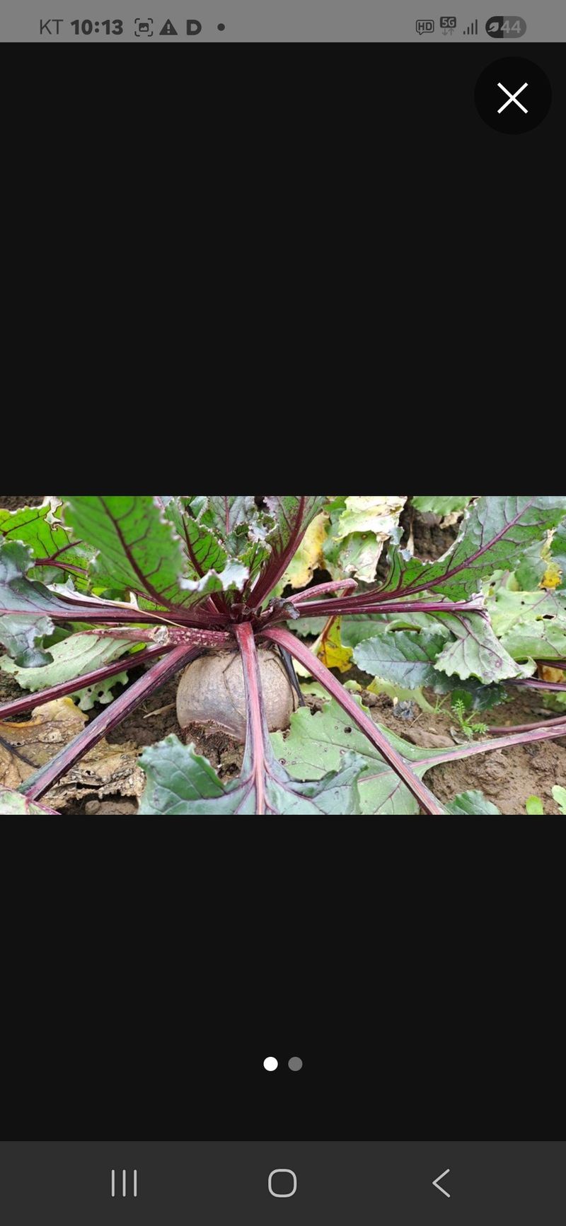 장터 상품 [비트 10kg] 썸네일