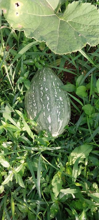 삿갓농부님의 자유주제 · 자유게시판 작성글 사진