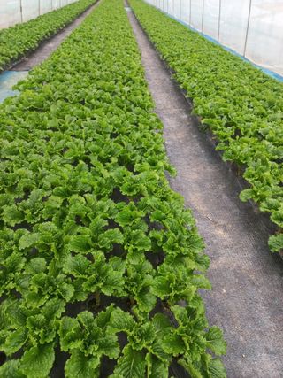 농민님의 자유주제 · 자유게시판 작성글 사진