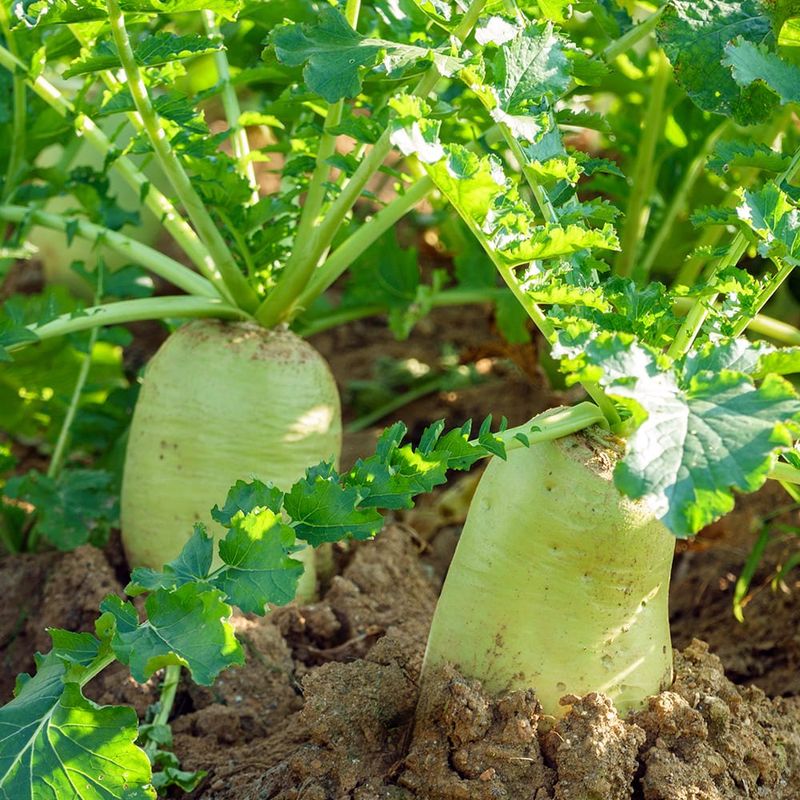 장터 상품 [제주도 월동무] 썸네일