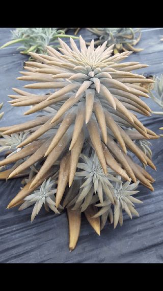 하은와송~♡♡♡~님의 자유주제 · 자유게시판 작성글 사진