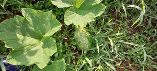 삿갓농부님의 자유주제 · 자유게시판 작성글 사진